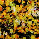 コットン強撚スムースニットプリント ぼかし花柄 オレンジ・黒系（現在の色）